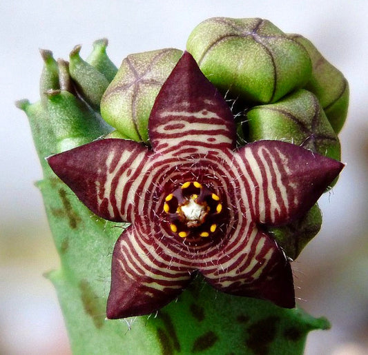 Caralluma europaea var. europaea succulenta con fiore a forma di stella, striato di viola scuro, e steli carnosi verdi
