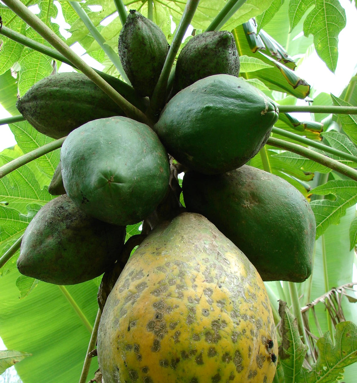 Carica papaya grappolo di grandi frutti tropicali verdi e gialli maturi sull'albero