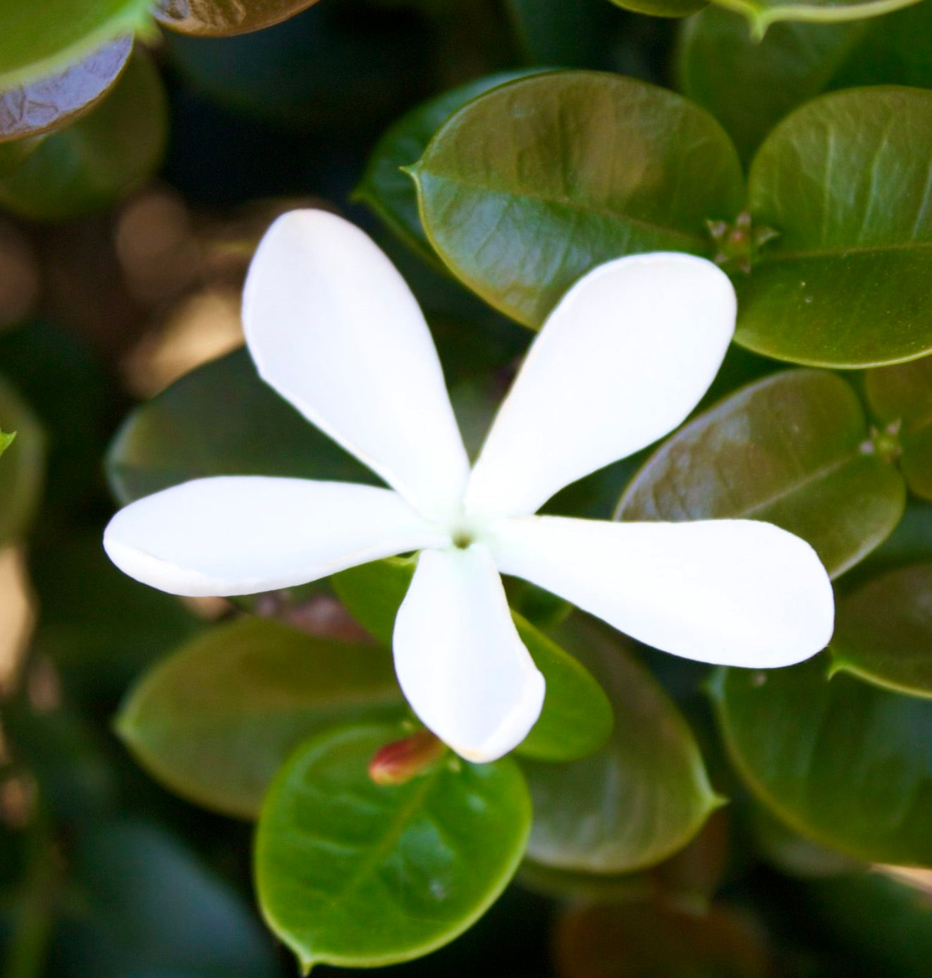 Fiore bianco a forma di stella di Carissa grandiflora con foglie verdi lucide in primo piano