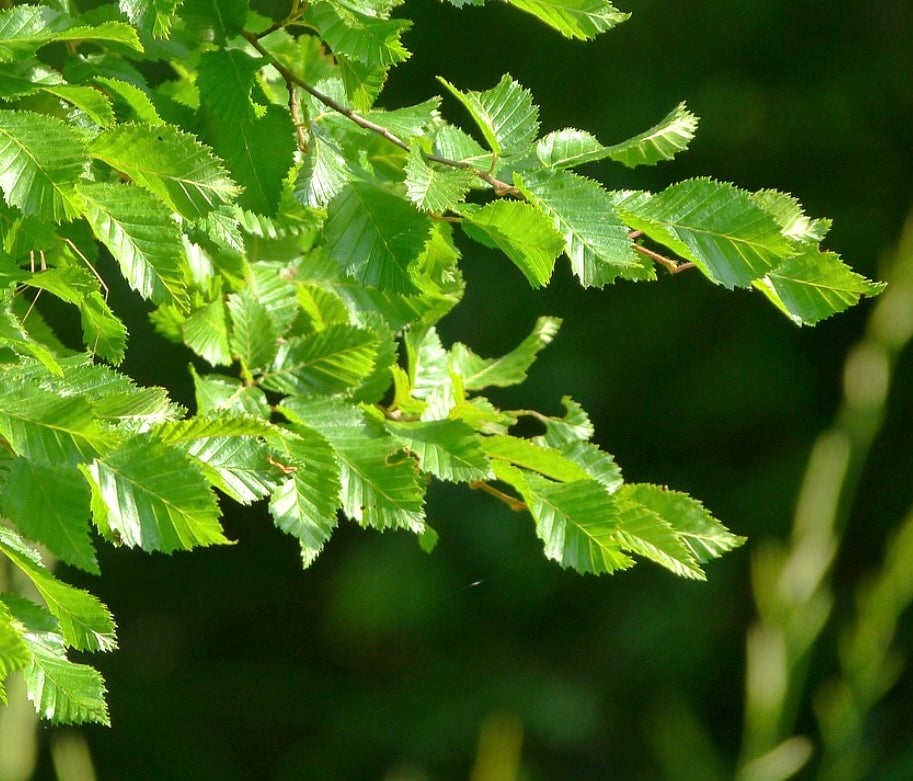 Foglie verde brillante seghettate di Carpinus orientalis su rami sottili al sole