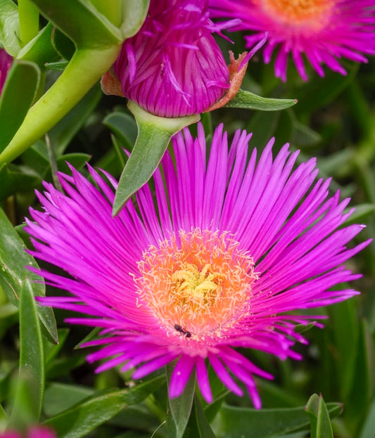 Carpobrotus edulis succulenta vivace con petali rosa brillante e centro arancio-giallo in fiore