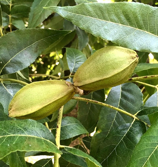Noci di pecan verdi Carya illinoinensis con foglie allungate su ramo d'albero