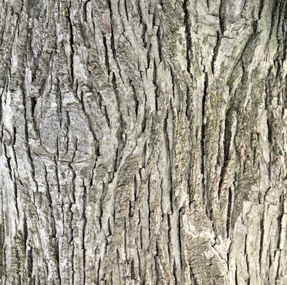 Carya ovata rough textured bark with distinctive vertical ridges and deep furrows close-up