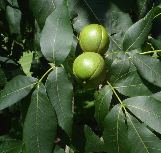 Carya ovata green nuts with large pinnate leaves on shagbark hickory tree branch