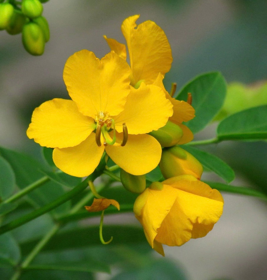 Fiori giallo brillante di Cassia corymbosa con foglie verdi e boccioli chiusi in primo piano