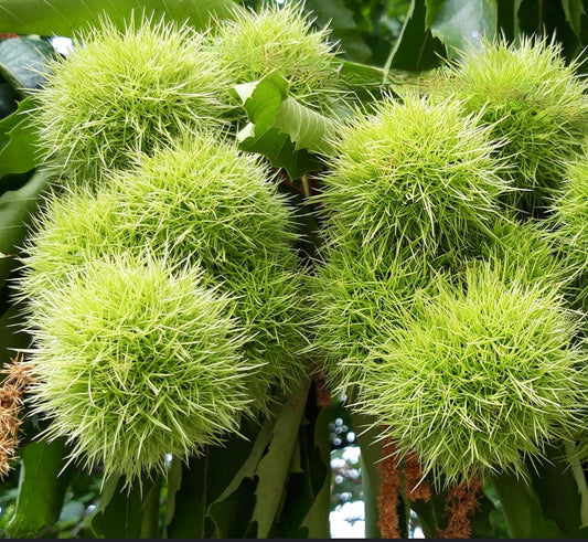 Castanea sativa spiky green chestnut burrs with glossy serrated leaves close-up