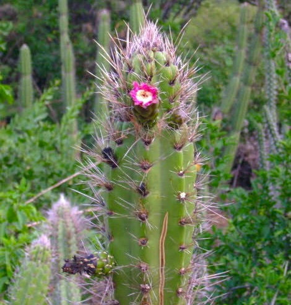 Castellanosia caineana cactus with pink flower and long spines in natural habitat
