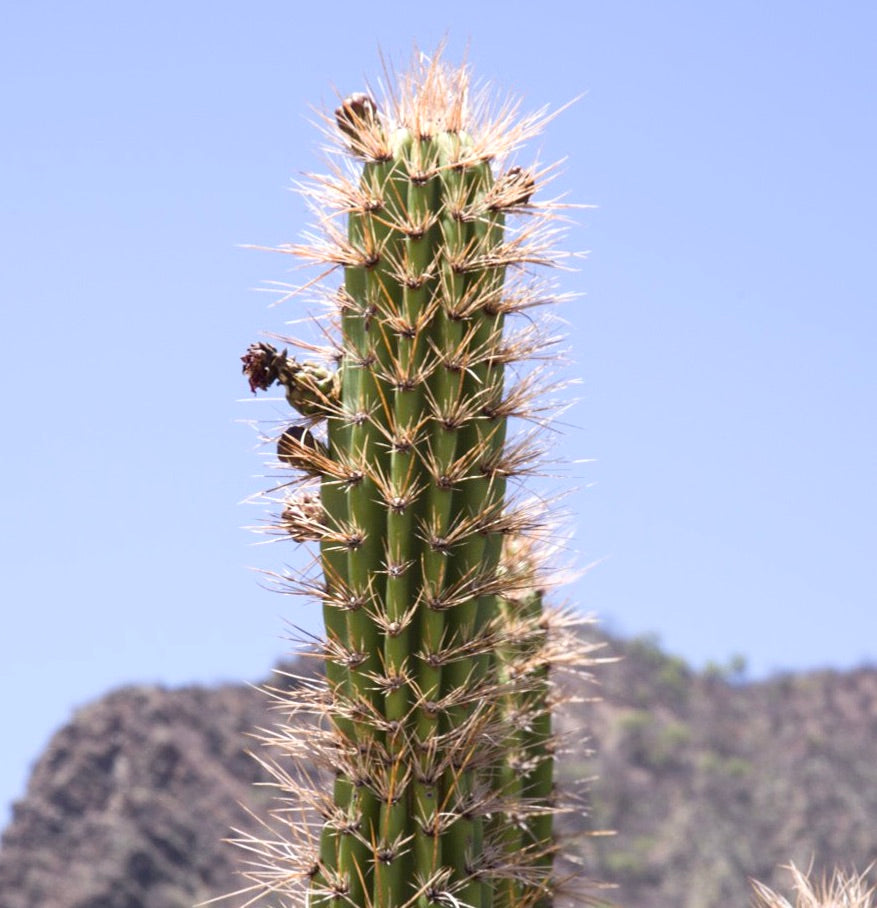 Castellanosia caineana tall green cactus with long sharp spines against blue sky