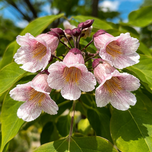 Catalpa fargesii cluster of pink and white trumpet-shaped flowers with green leaves