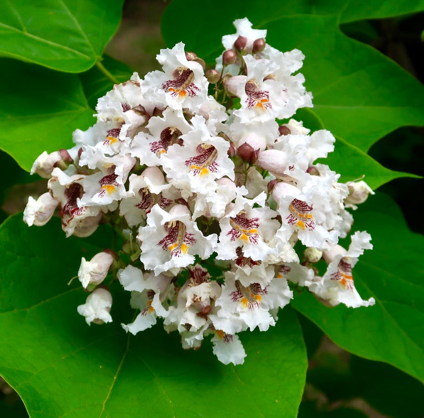 Gruppo di delicati fiori bianchi di Catalpa speciosa con marcature gialle e viola e grandi foglie verdi