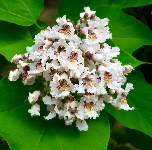 Gruppo di delicati fiori bianchi di Catalpa speciosa con marcature gialle e viola e grandi foglie verdi