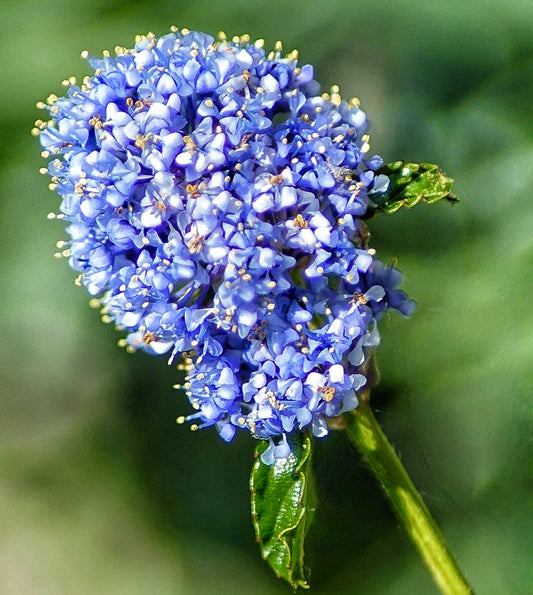 Ceanothus impressus cv VICTORIA dense cluster of small vibrant blue flowers with glossy green leaves