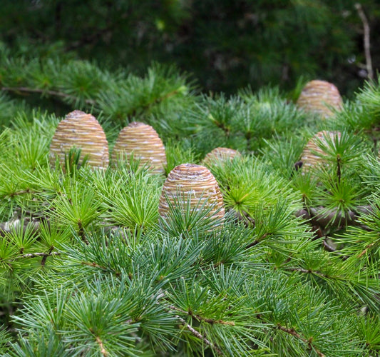 Cedrus atlantica | Atlas cedar | Blue Atlas cedar