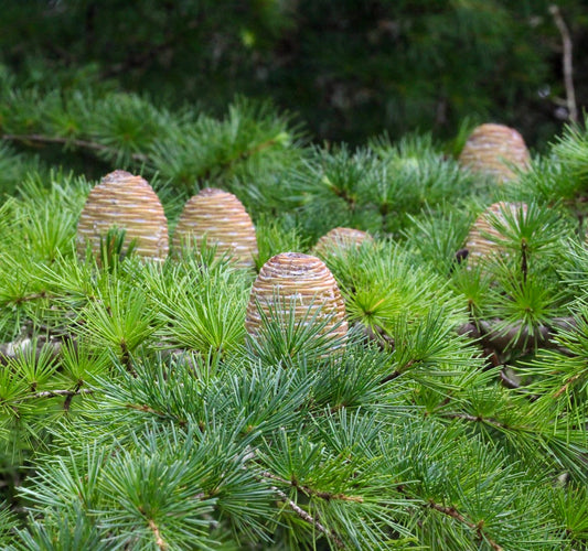 Cedrus atlantica fresh green needles with developing light brown cones on branches