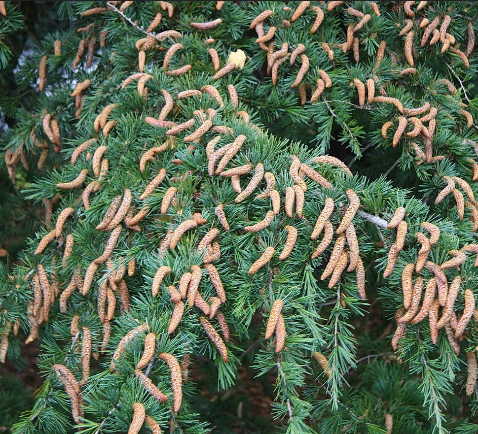 Cedrus deodara evergreen conifer with dense green needles and numerous brown cones