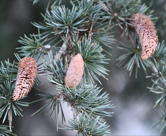 Cedrus libani conifer with blue-green needles and brown pine cones on branches