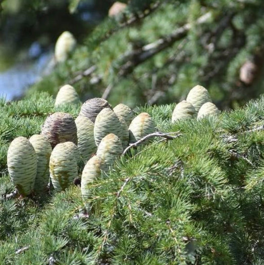 Cedrus libani ssp. stenocoma conifera sempreverde con aghi verdi densi e grandi coni chiari raggruppati sui rami
