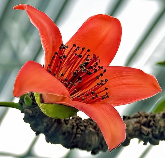 Fiore arancione vibrante di Ceiba bombax con stami prominenti su ramo testurizzato in primo piano