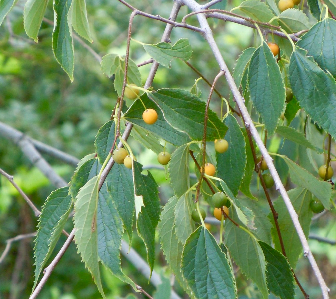Foglie verdi seghettate di Celtis australis con piccoli grappoli di frutti rotondi gialli e verdi