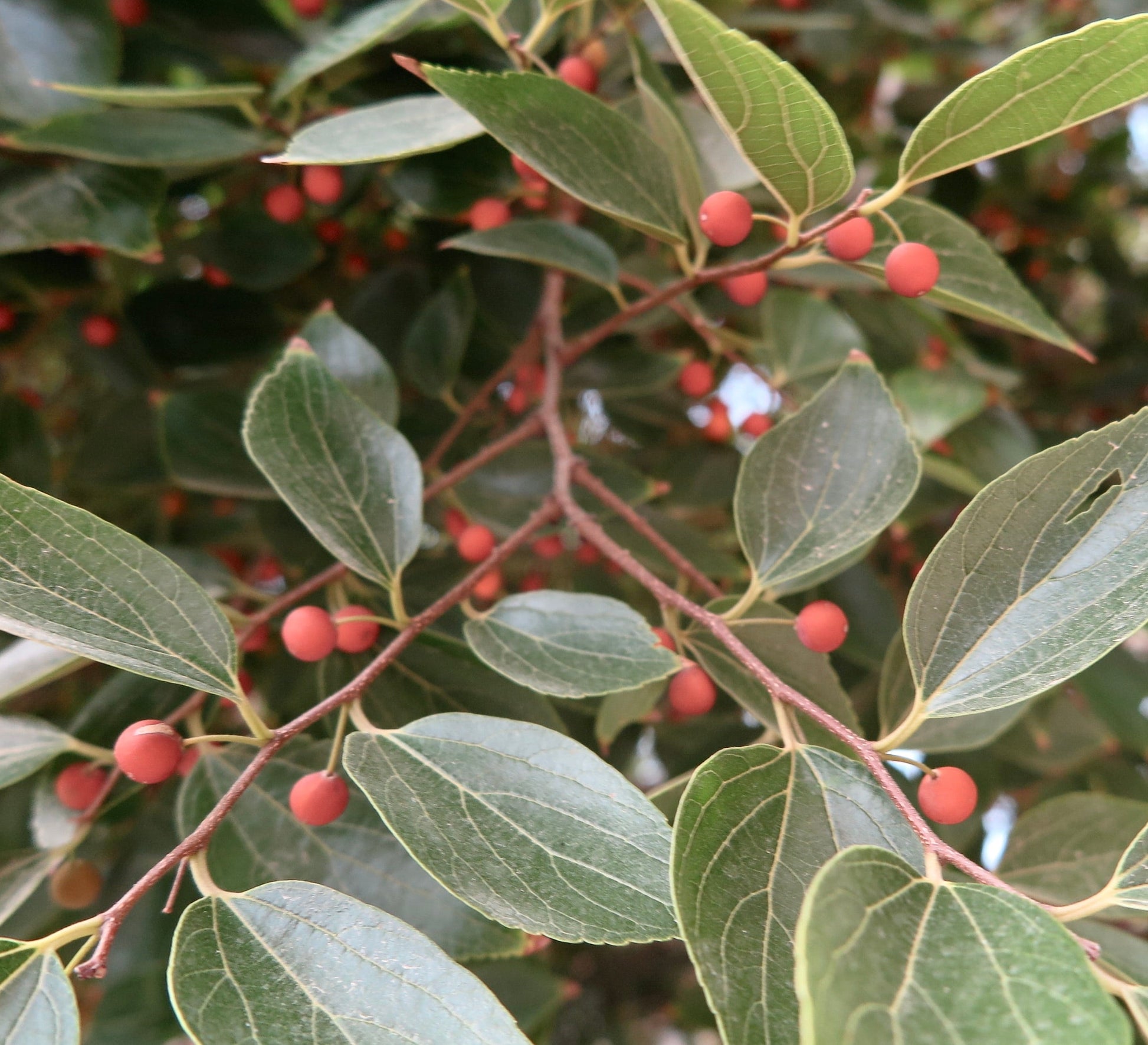 Foglie verdi di Celtis occidentalis con piccole bacche tonde arancione-rosse su sottili rami