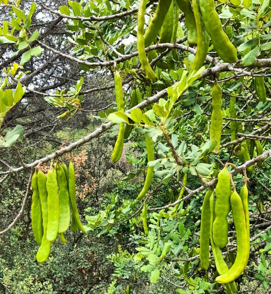 Baccelli verdi di Ceratonia siliqua appesi a rami fogliosi in ambiente naturale all'aperto