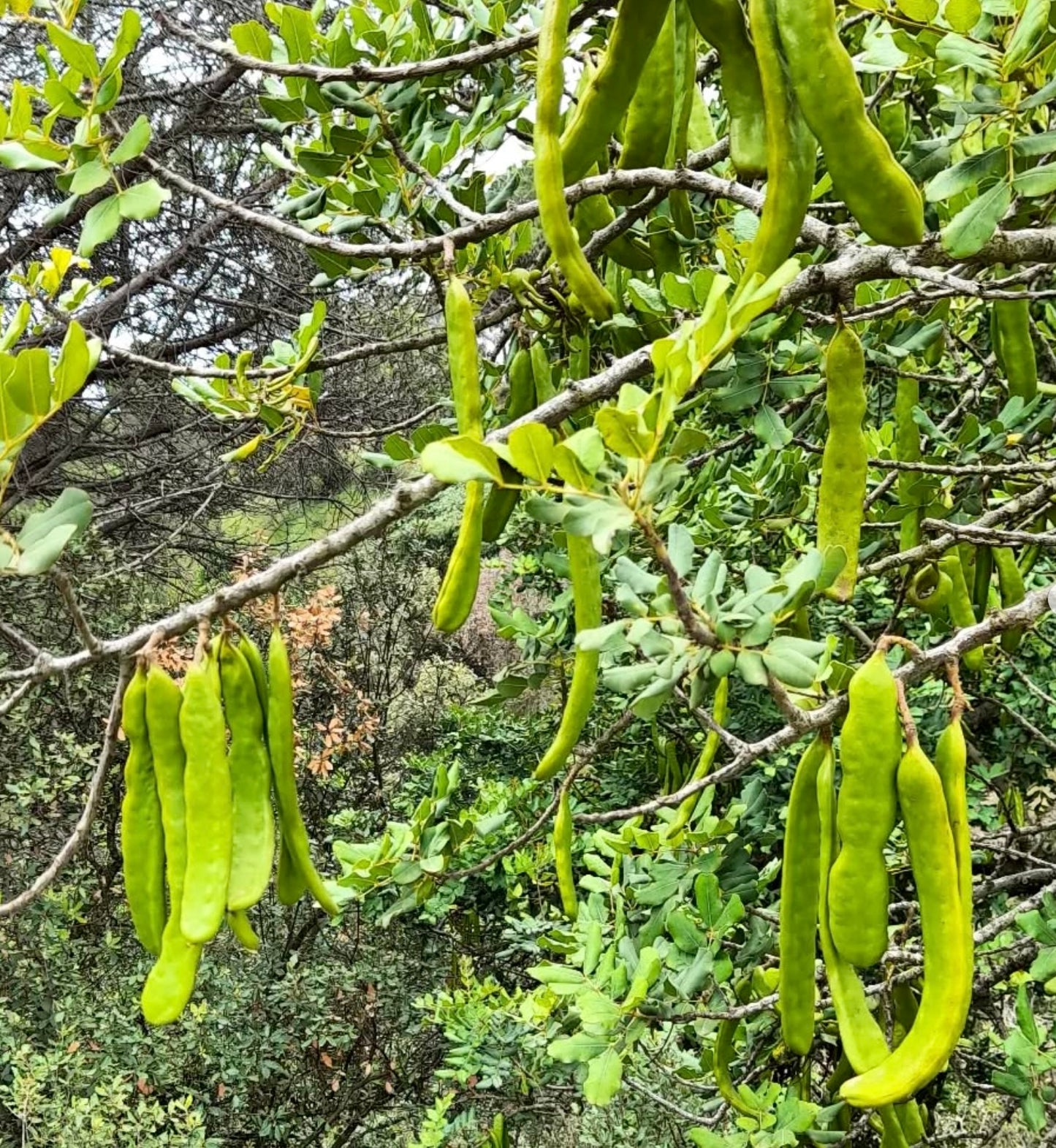 Baccelli verdi di Ceratonia siliqua appesi a rami frondosi in ambiente naturale all'aperto