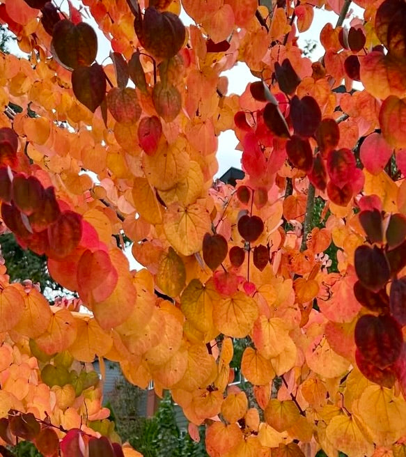 Cercis canadensis vibrant autumn foliage with heart-shaped orange and red leaves