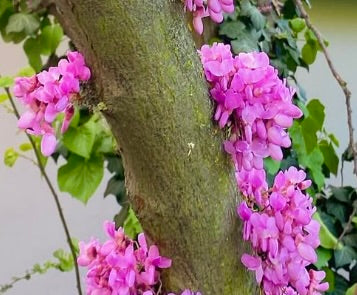 Cercis canadensis tree trunk with clusters of vibrant pink spring blossoms and green leaves