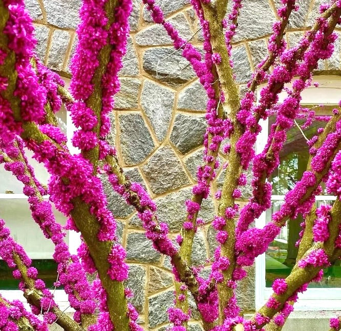 Fiori raggruppati rosa vivace di Cercis chinensis su rami contorti contro un muro di pietra