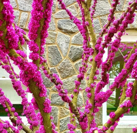 Fiori raggruppati rosa vivace di Cercis chinensis su rami contorti contro un muro di pietra