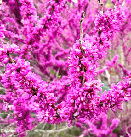 Cercis chinensis vibrant pink clustered flowers on woody branches in spring