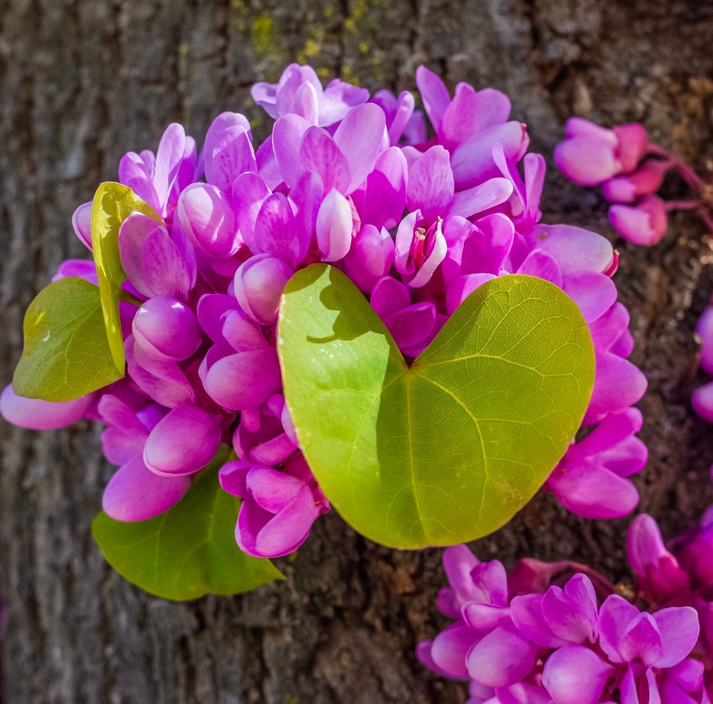 Fiori raggruppati di un vibrante rosa di Cercis siliquastrum con foglie verdi a forma di cuore sul tronco