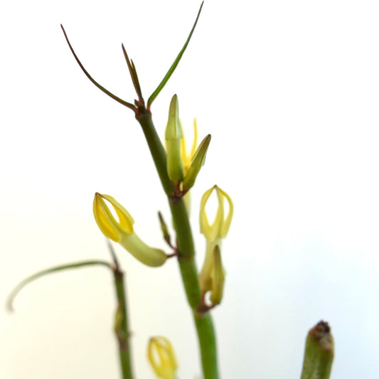 Ceropegia dichotoma 5-15cm | Canary Islands candle plant