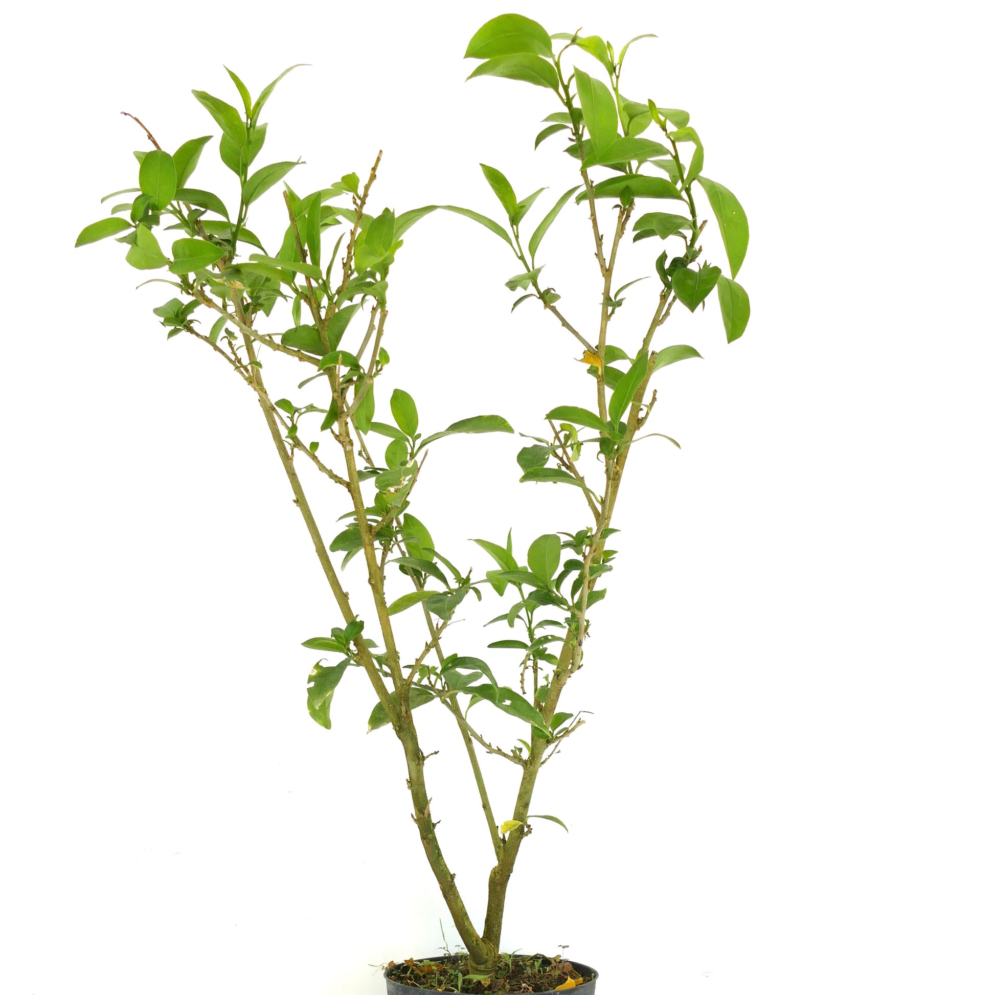 Cestrum nocturnum slender shrub with green leaves and woody stems in black pot