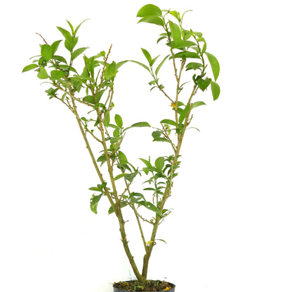 Cestrum nocturnum | Night-blooming jasmine | Lady of the night