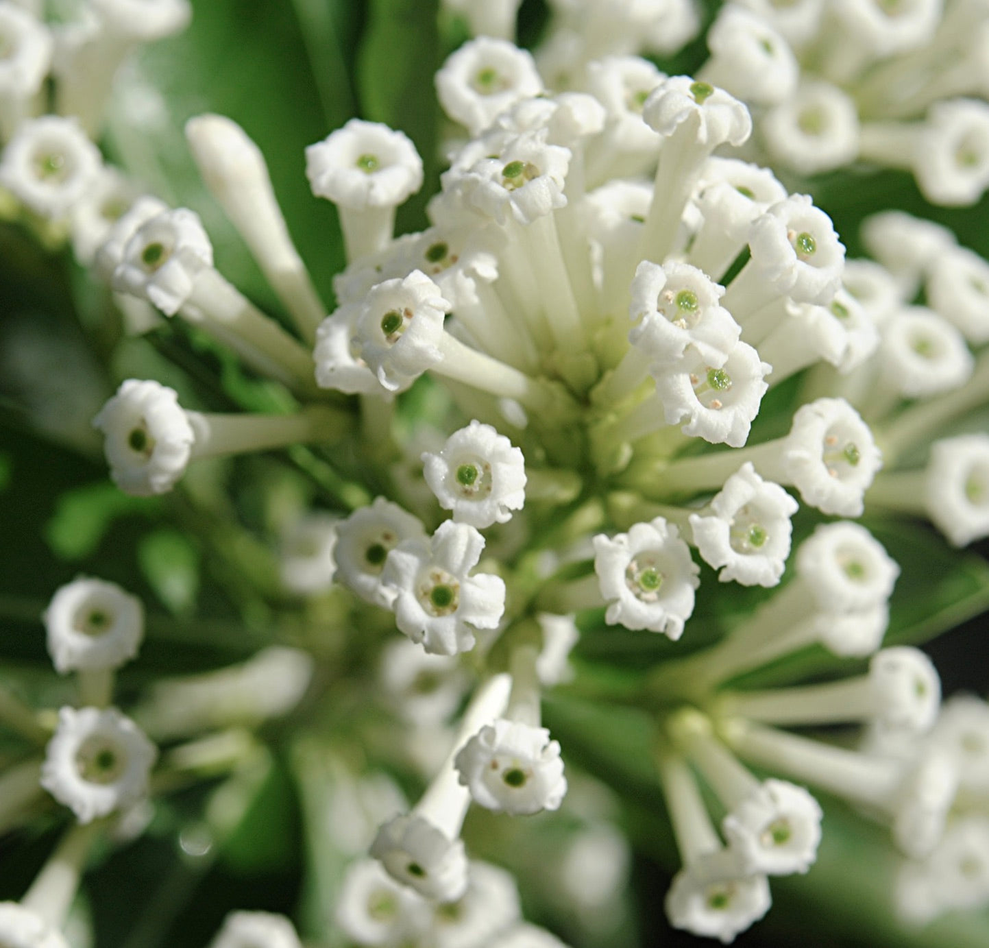 Cestrum nocturnum grappolo di piccoli fiori tubolari bianchi con centri verdi e foglie lucide