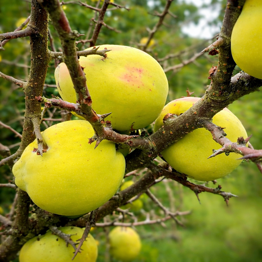 Chaenomeles cathayensis thorny branches with large yellow-green quince fruits on tree