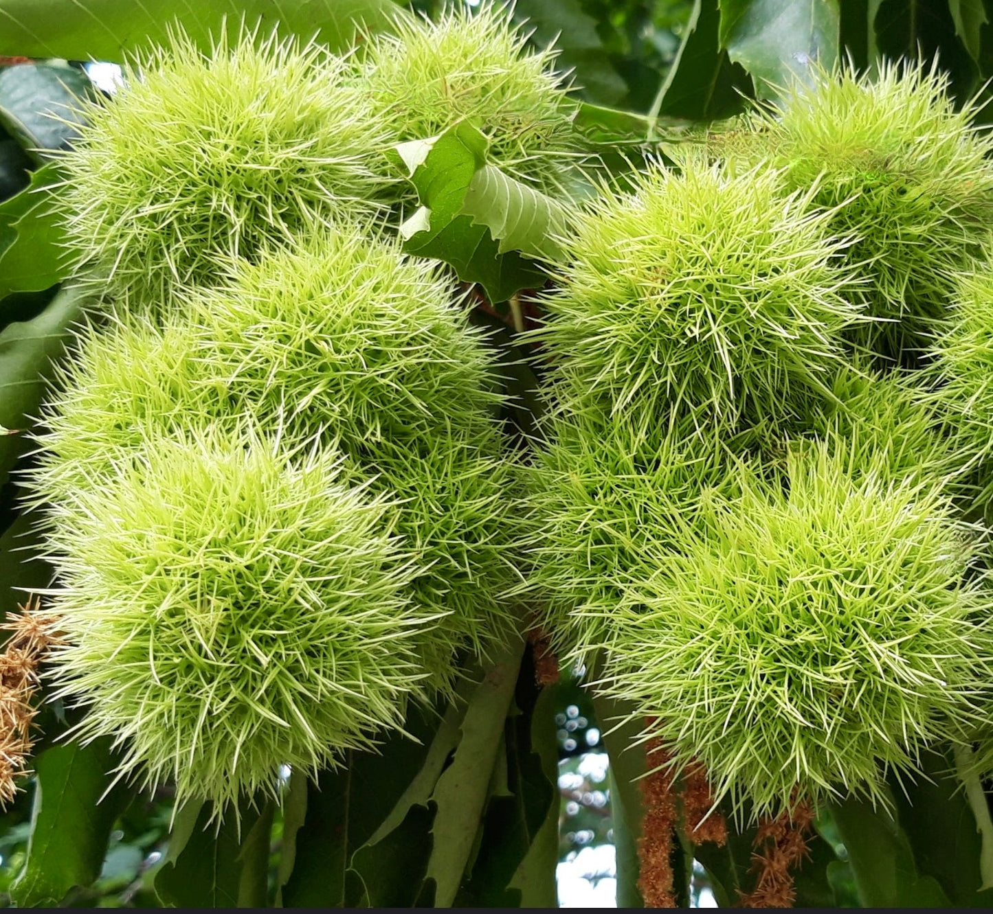 Foglie fitte verde brillante a punte di Chamaecyparis lawsoniana con una texture rigogliosa