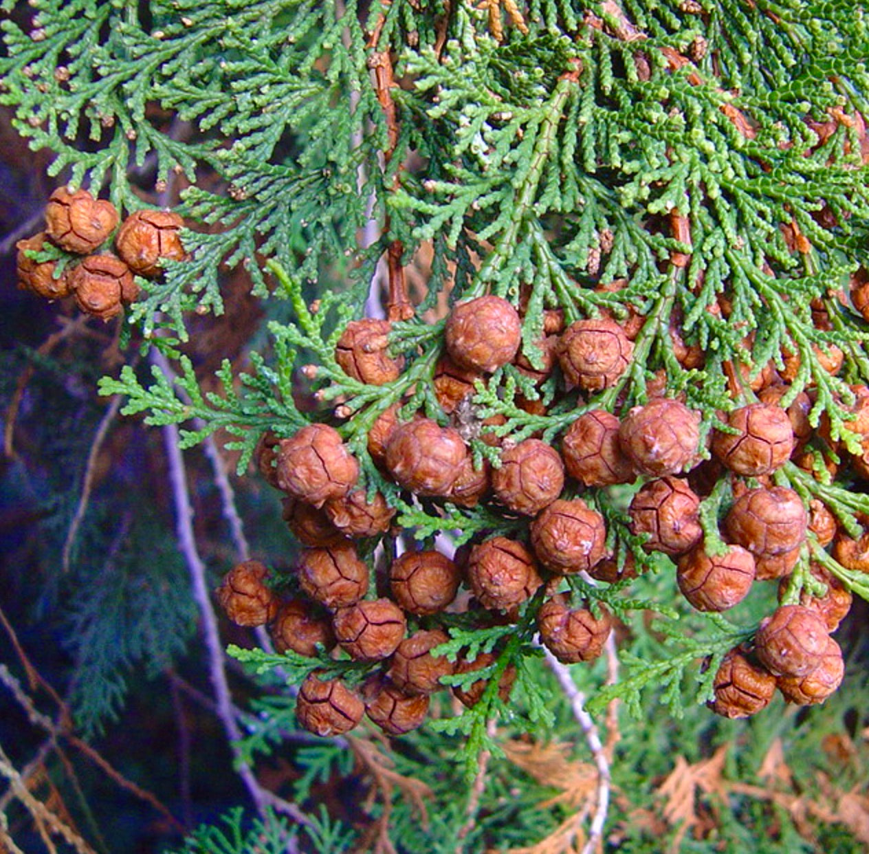 Chamaecyparis obtusa | Hinoki cypress | False cypress
