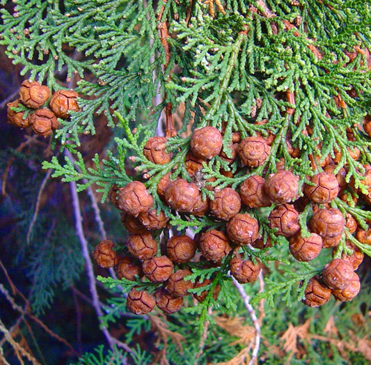 Chamaecyparis obtusa | Hinoki cypress | False cypress