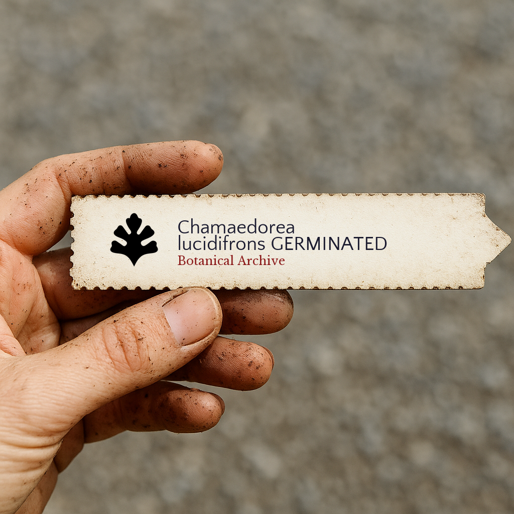 Printed plant label for Chamaedorea lucidifrons held by dirty hand outdoors