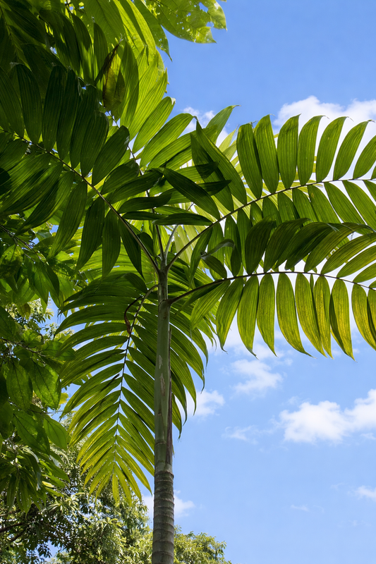 Chamaedorea tepejilote tall palm with bright green pinnate leaves against blue sky