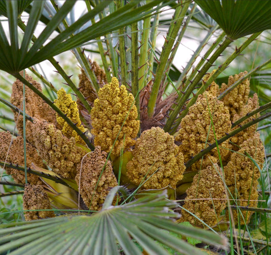 Chamaerops humilis densi grappoli di fiori gialli con steli verdi spinati e foglie a ventaglio
