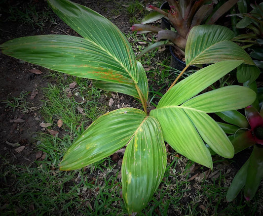 Chambeyronia houailouensis | Blushing Palm |