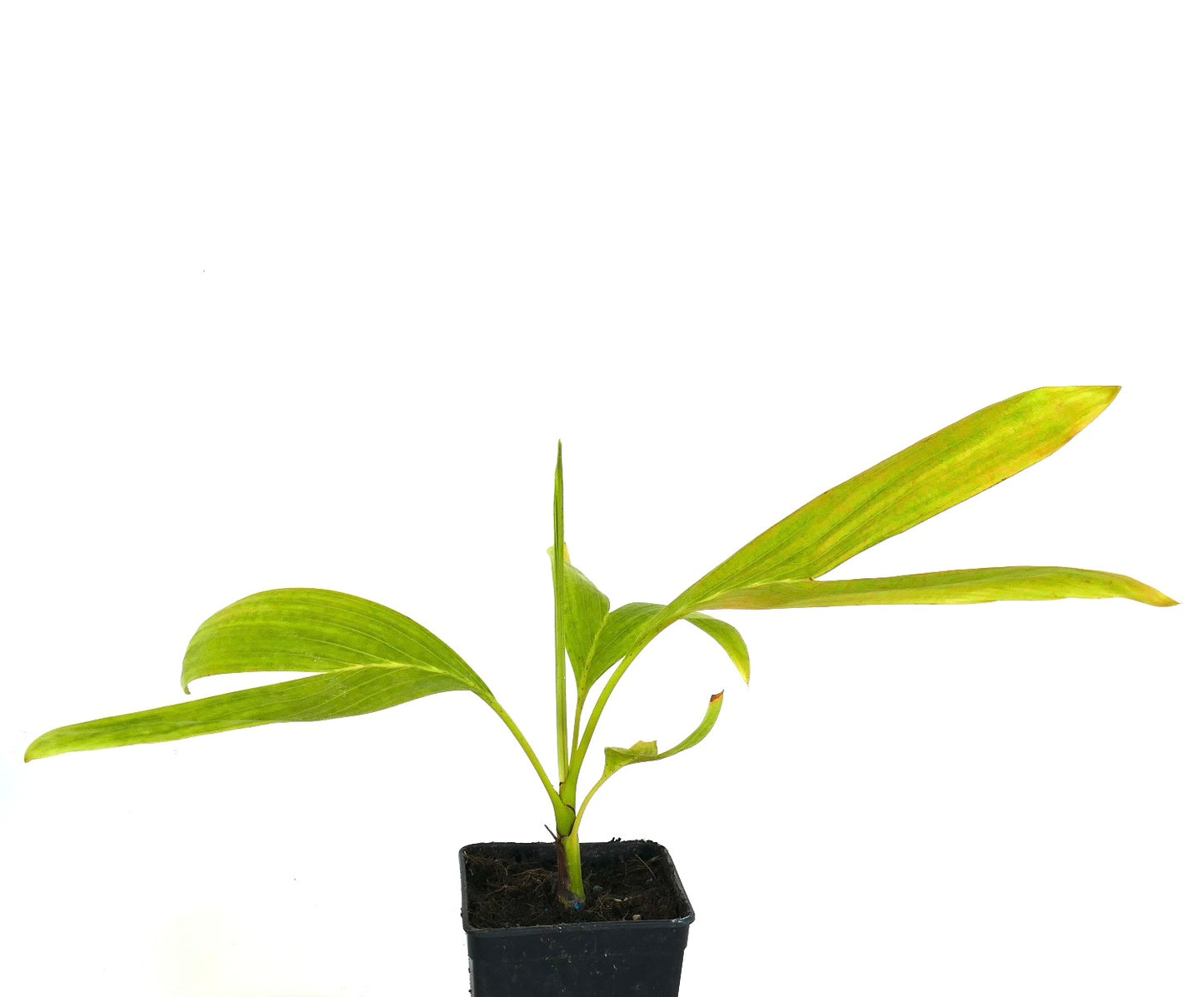 Chambeyronia houailouensis | Blushing Palm |
