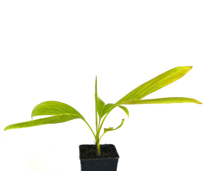Chambeyronia houailouensis | Blushing Palm |