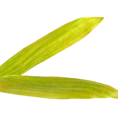 Chambeyronia houailouensis | Blushing Palm |