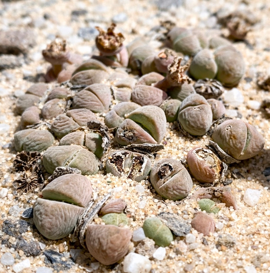 Cheiridopsis verrucosa small succulent cluster with wrinkled, rounded leaves in sandy soil