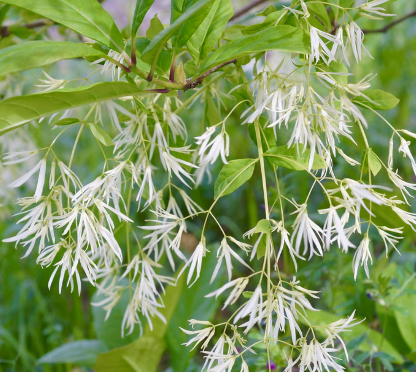 Fiori delicati bianchi a frangia di Chionanthus virginicus con foglie verde brillante