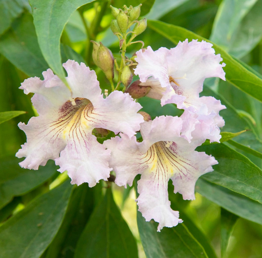 Chitalpa tashkentensis delicati fiori a forma di tromba di colore rosa pallido con foglie verdi a forma di lancia